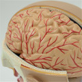 Fabriqué en Chine modèle de cerveau en plastique médical
